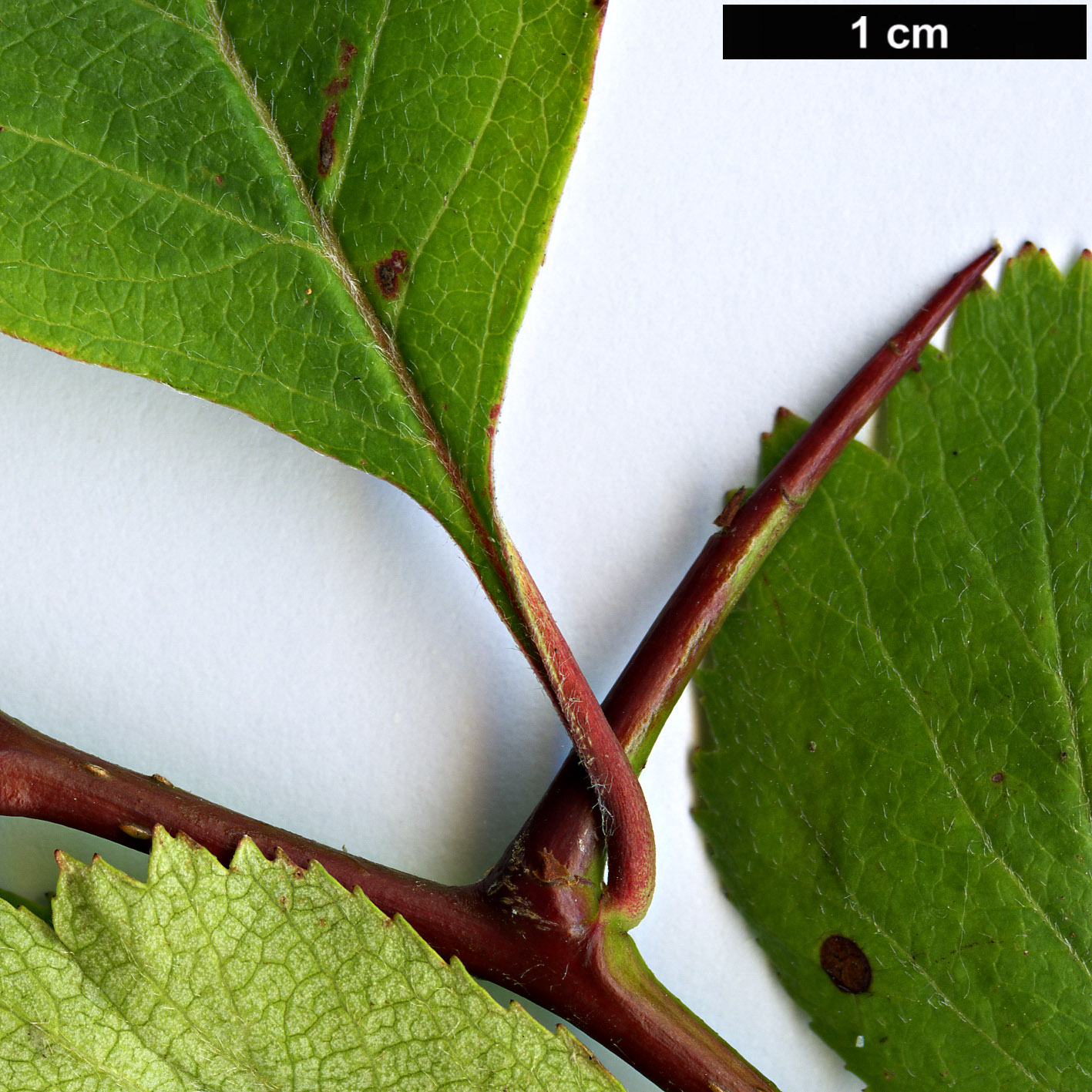 High resolution image: Family: Rosaceae - Genus: Crataegus - Taxon: okanaganensis - SpeciesSub: var. wellsii